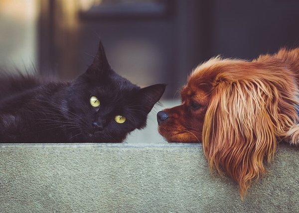Service naturopathie pour chien et chat : une solution naturelle pour leur santé